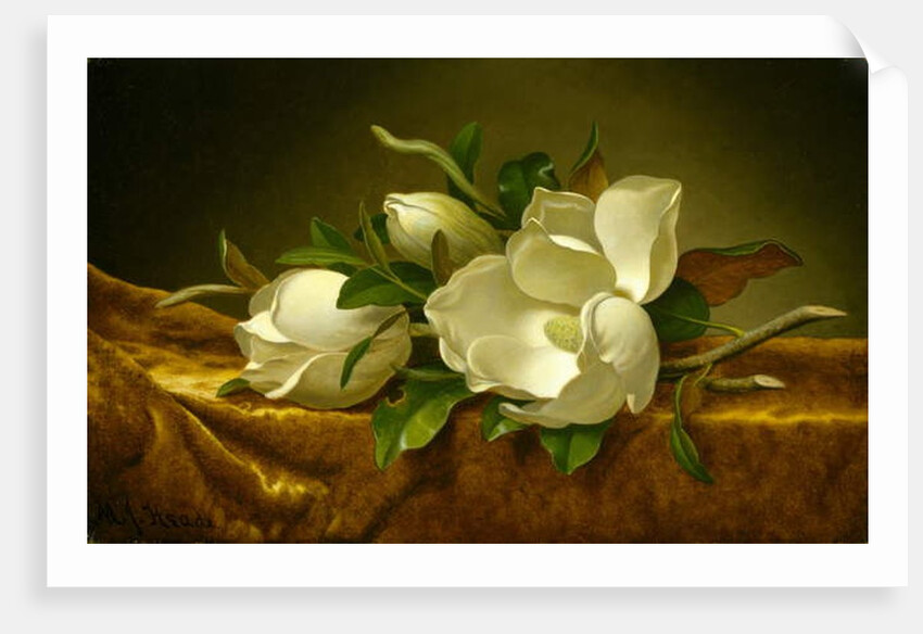Magnolias on Gold Velvet Cloth, c.1888-90 by Martin Johnson Heade