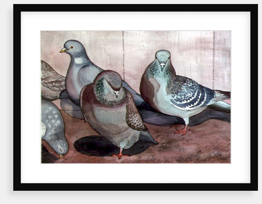 Pigeons by Carolyn Hubbard-Ford