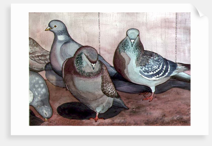 Pigeons by Carolyn Hubbard-Ford