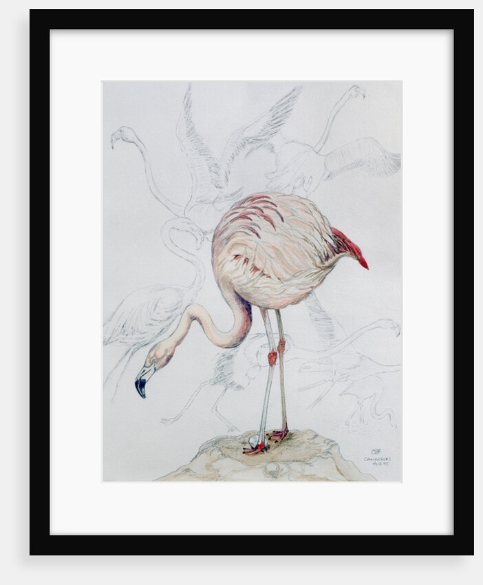 Flamingo by Carolyn Hubbard-Ford