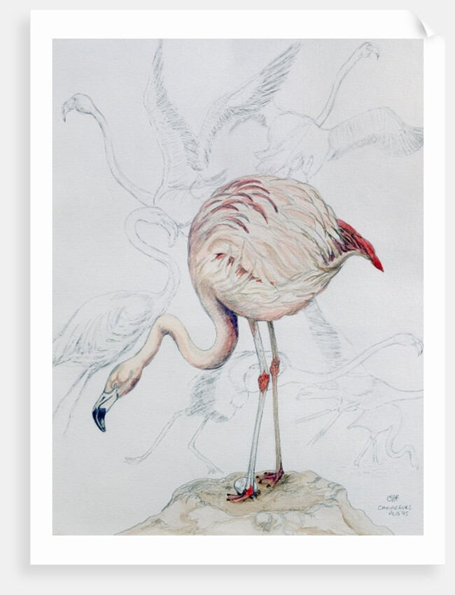 Flamingo by Carolyn Hubbard-Ford