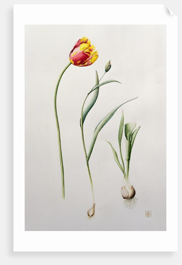 Parrot Tulip, 1995 by Iona Hordern