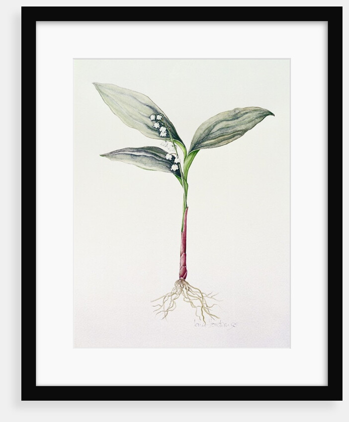 Lily of the Valley, 1995 by Iona Hordern