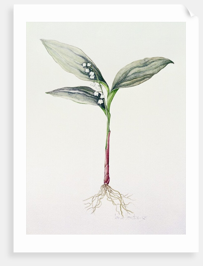 Lily of the Valley, 1995 by Iona Hordern