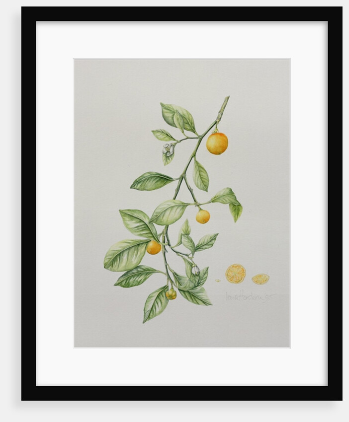 Ornamental Orange, 1995 by Iona Hordern