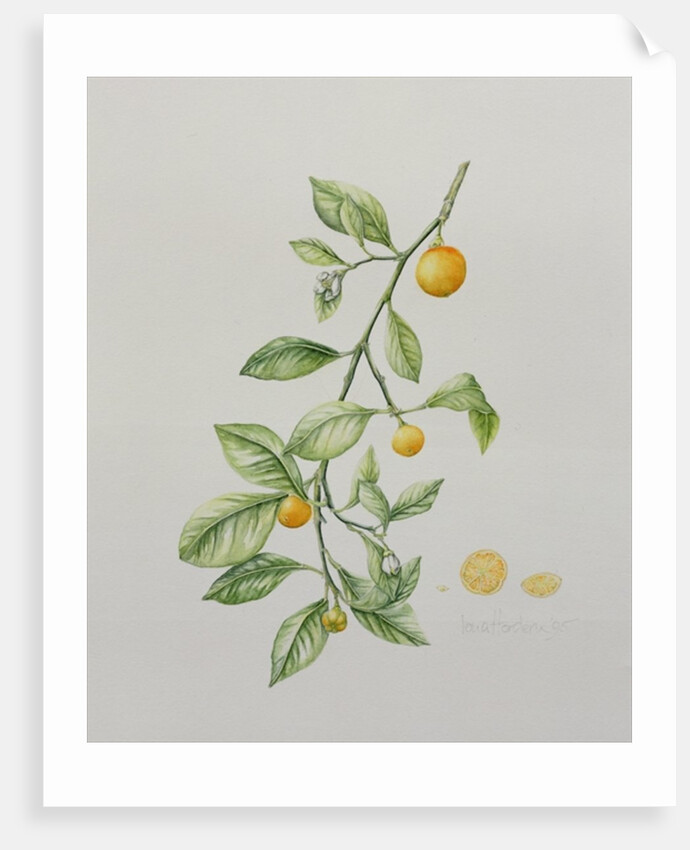 Ornamental Orange, 1995 by Iona Hordern