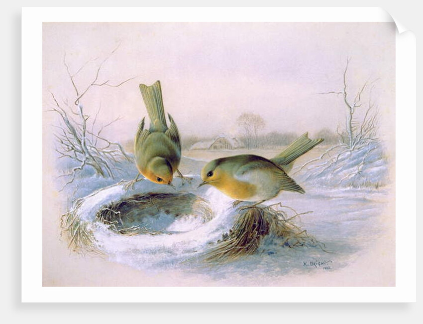 Last Year's Nest, 1886 by Harry Bright