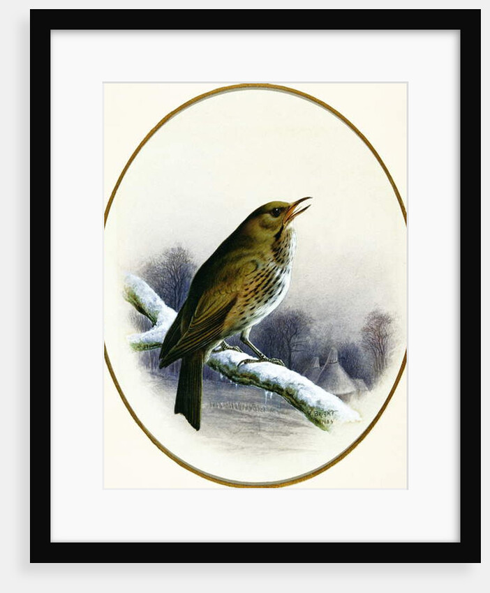 Song Thrush, 1884 by Harry Bright