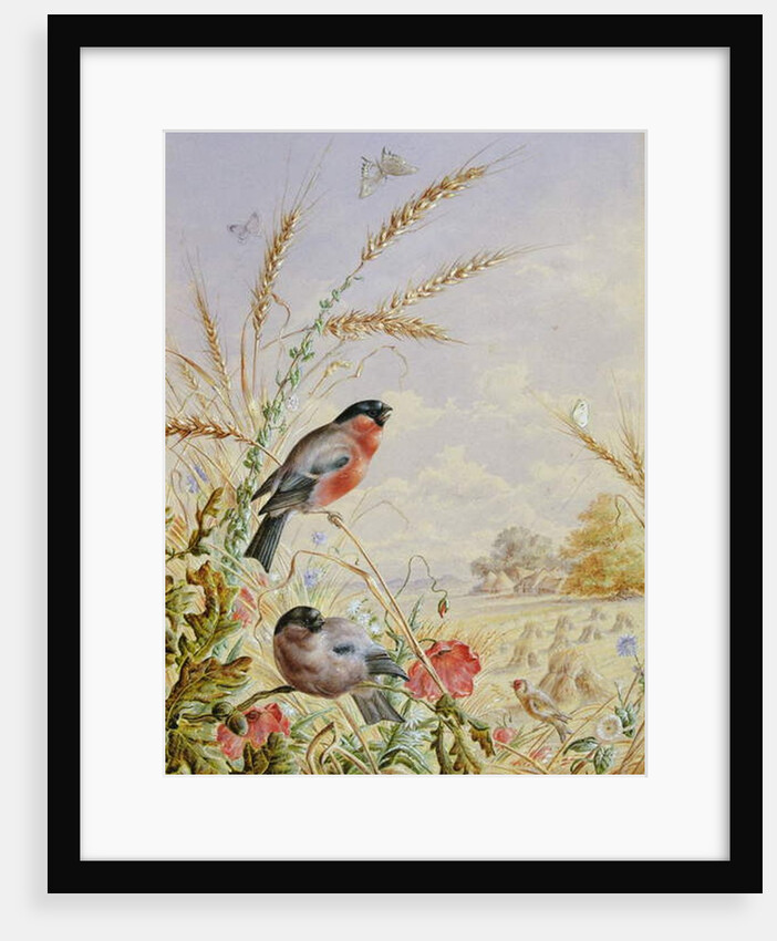 Bullfinches in a harvest field by Harry Bright