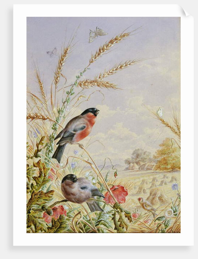 Bullfinches in a harvest field by Harry Bright