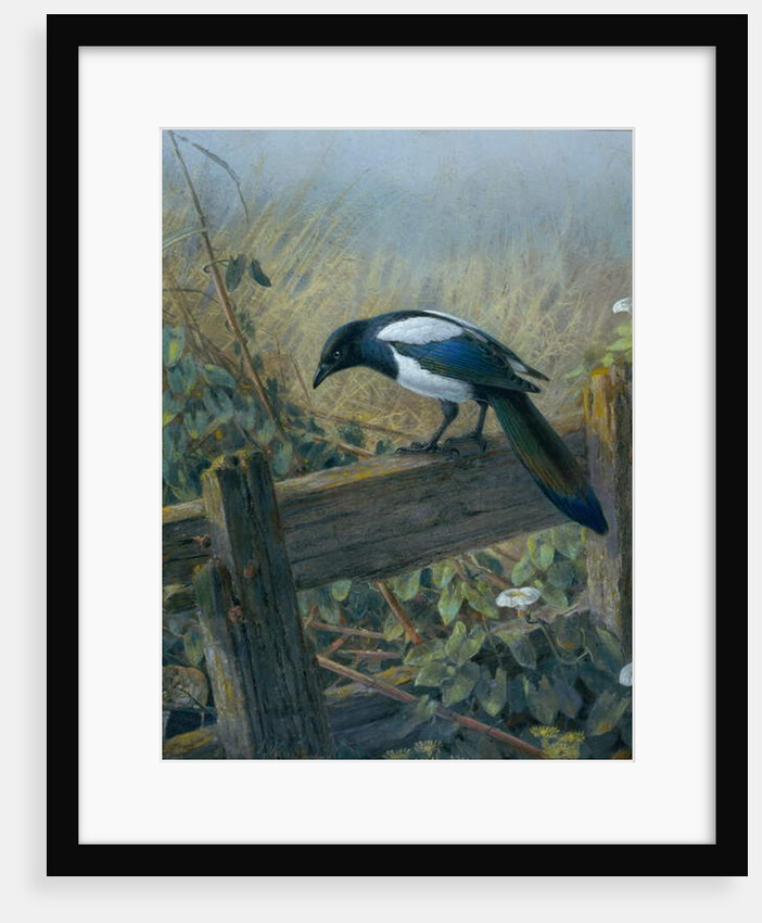 The Magpie by Johan Gerard Keulemans