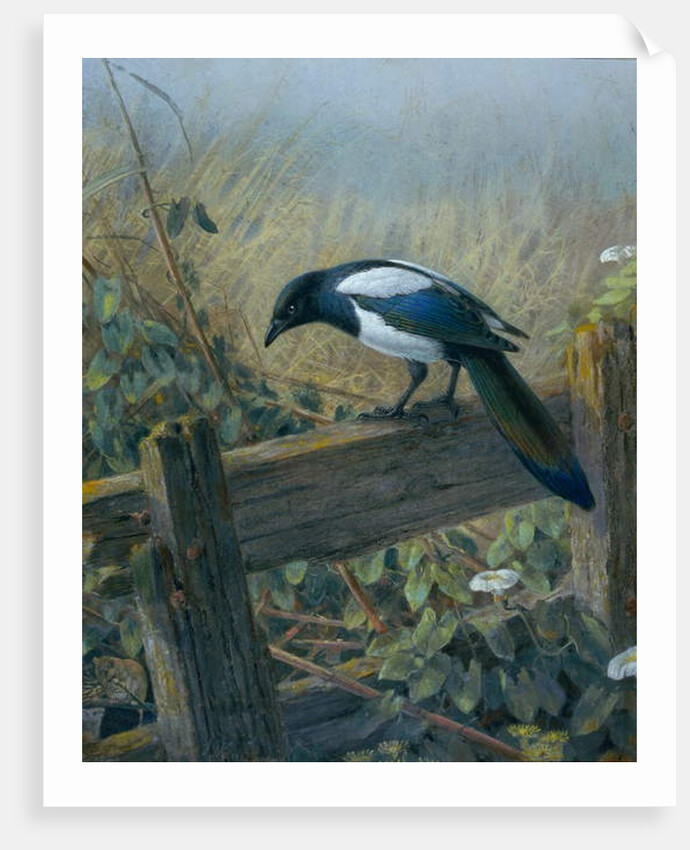 The Magpie by Johan Gerard Keulemans