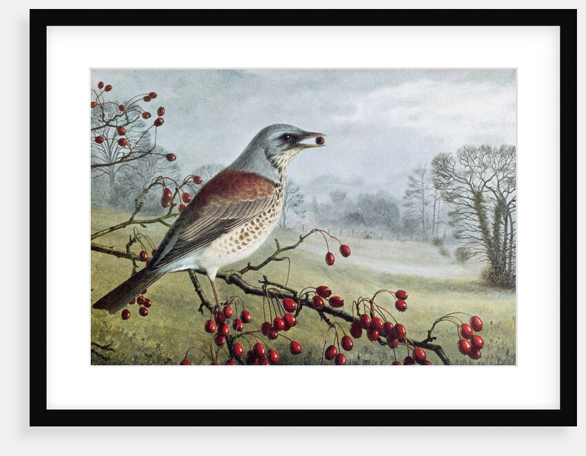 Fieldfare by Raymond Booth