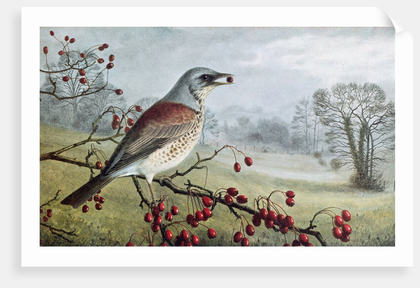 Fieldfare by Raymond Booth
