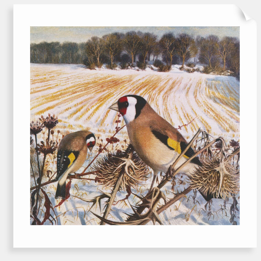 Goldfinch by Raymond Booth