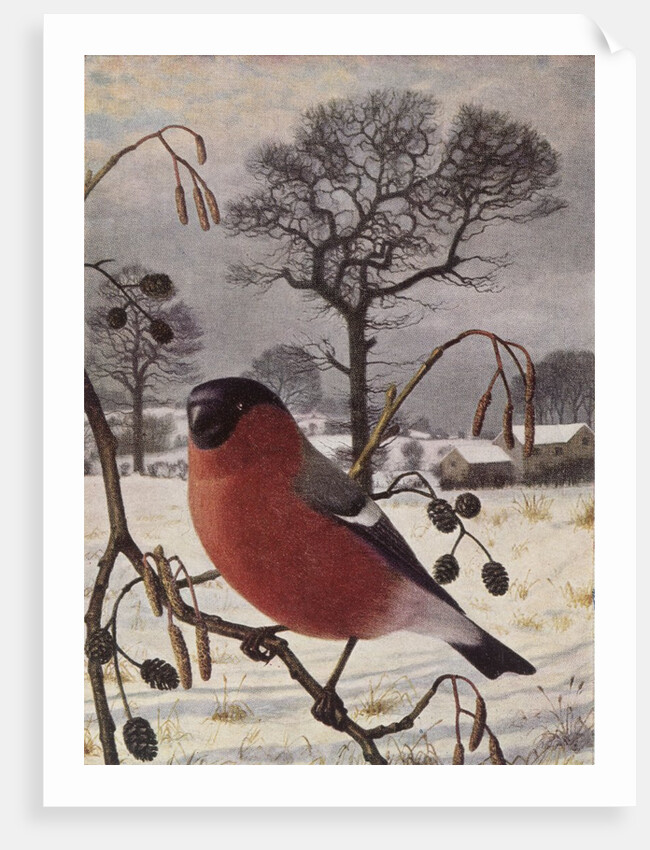 Northern Bullfinch by Raymond Booth