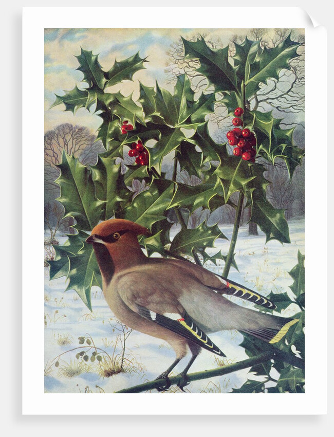 Waxwing by Raymond Booth