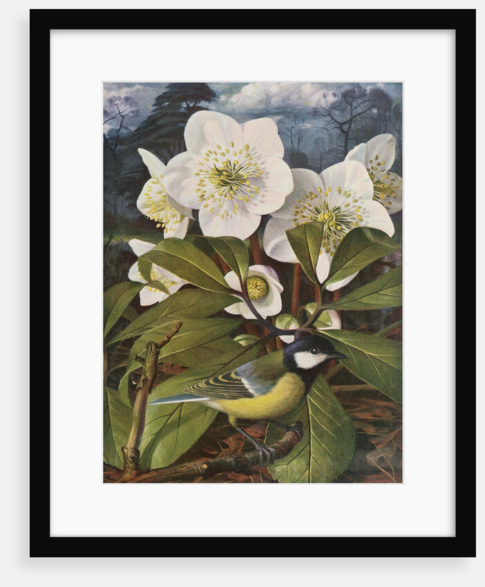 Great Tit with Christmas Rose by Raymond Booth