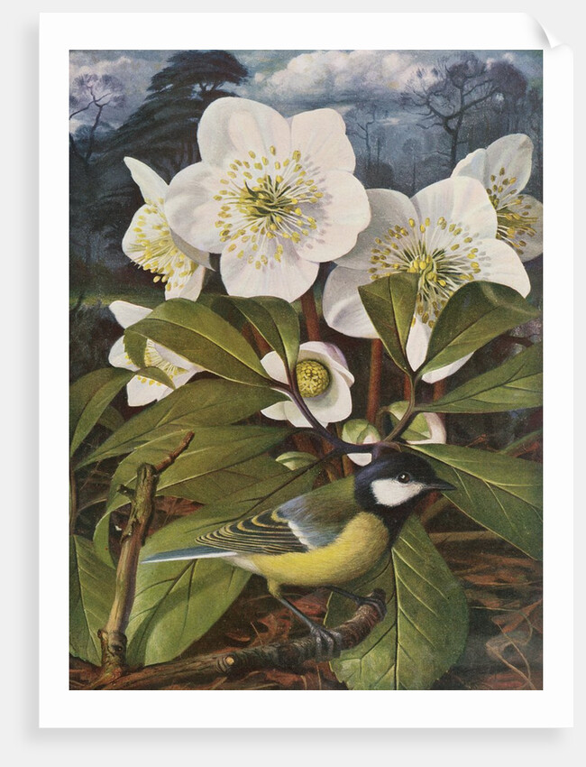 Great Tit with Christmas Rose by Raymond Booth