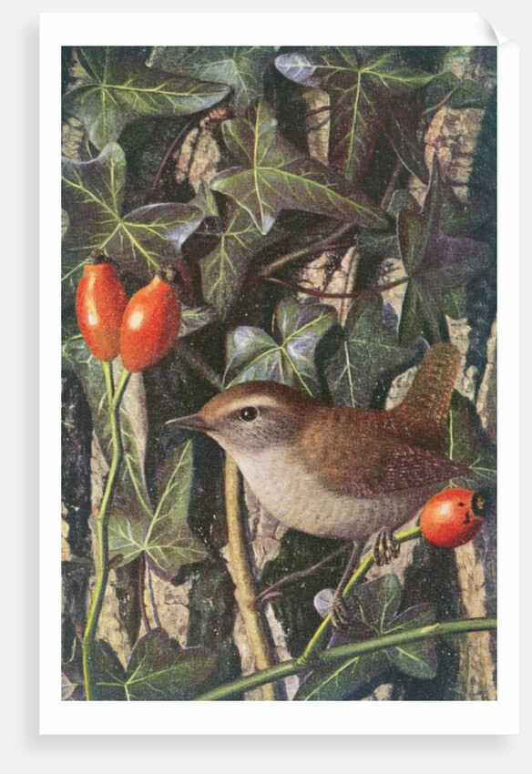 Wren in a setting of rosehip and ivy by Raymond Booth