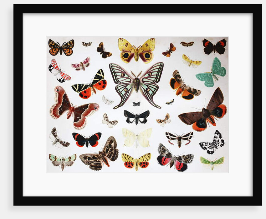 Various Butterflies, Historical, digitally restored reproduction of an original from the 19th century by Unknown Artist
