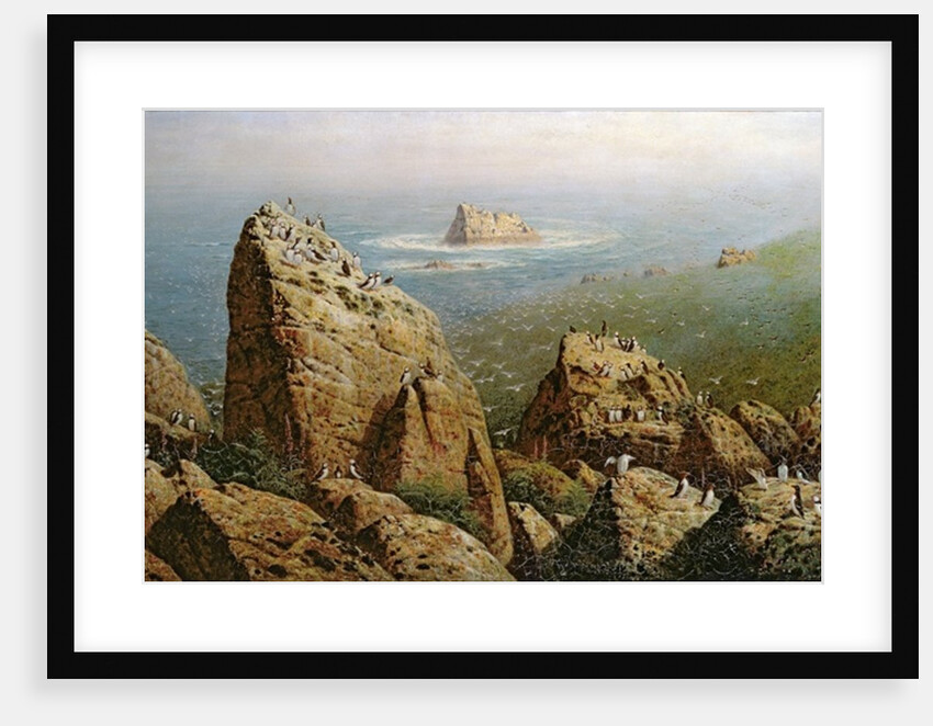 Puffins on Lundy Island by John George Naish