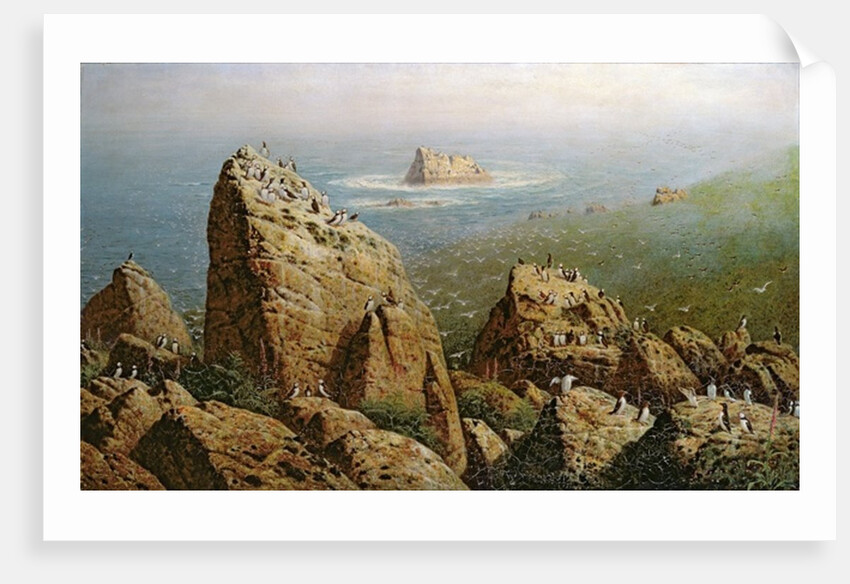 Puffins on Lundy Island by John George Naish