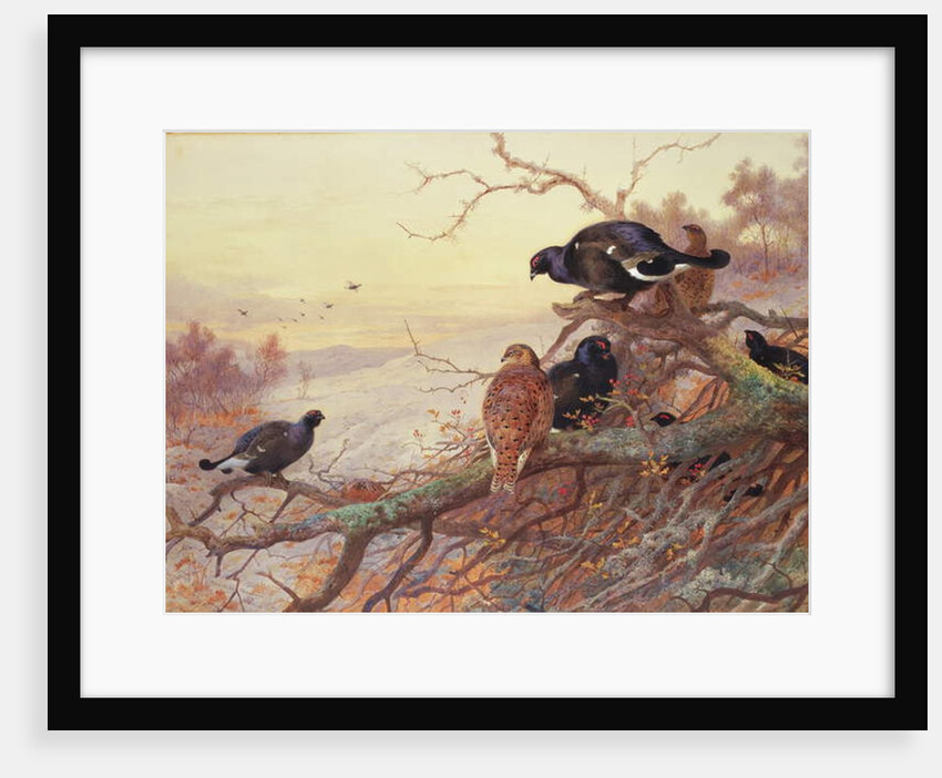 Blackgame in Winter by Archibald Thorburn