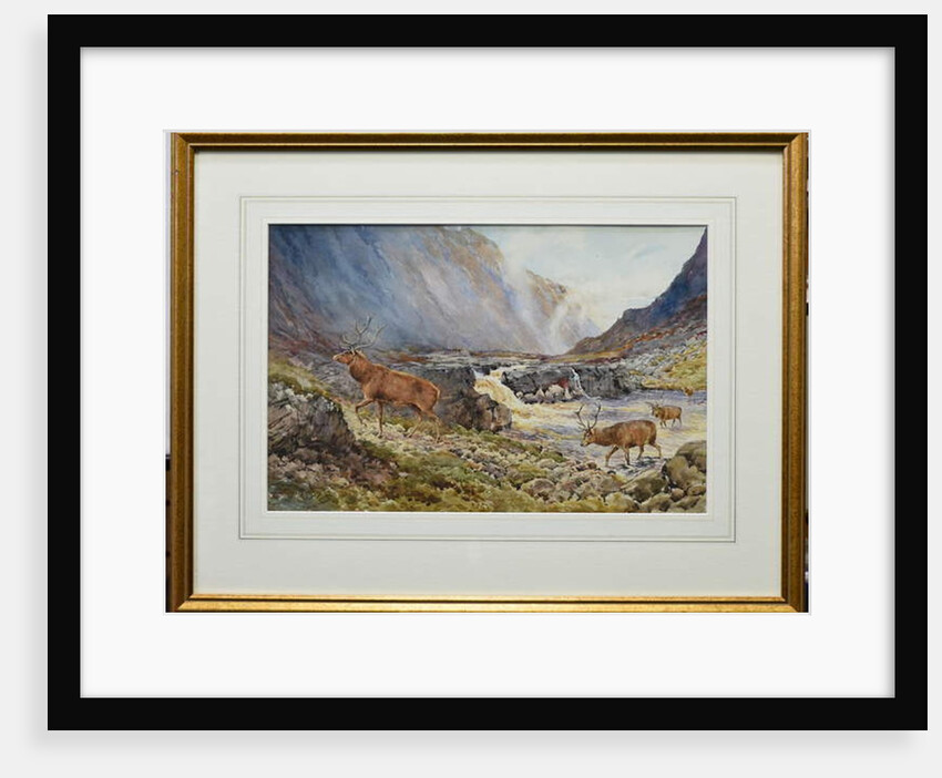 Deer Crossing the River Coe by Andrew Scott Rankin