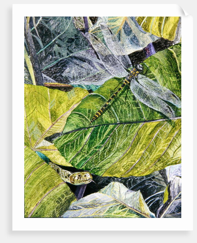 Water Snake and Dragon-fly, 1971 by James Reeve