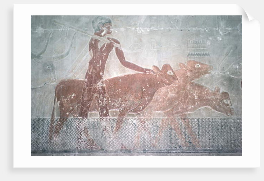 Cattle fording a canal in the Mastaba Chapel of Ti, Old Kingdom by Egyptian 5th Dynasty