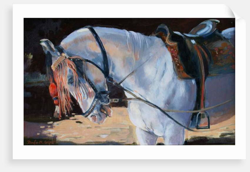 Marwari Horse, Rajasthan, 2010 by Jennifer Wright