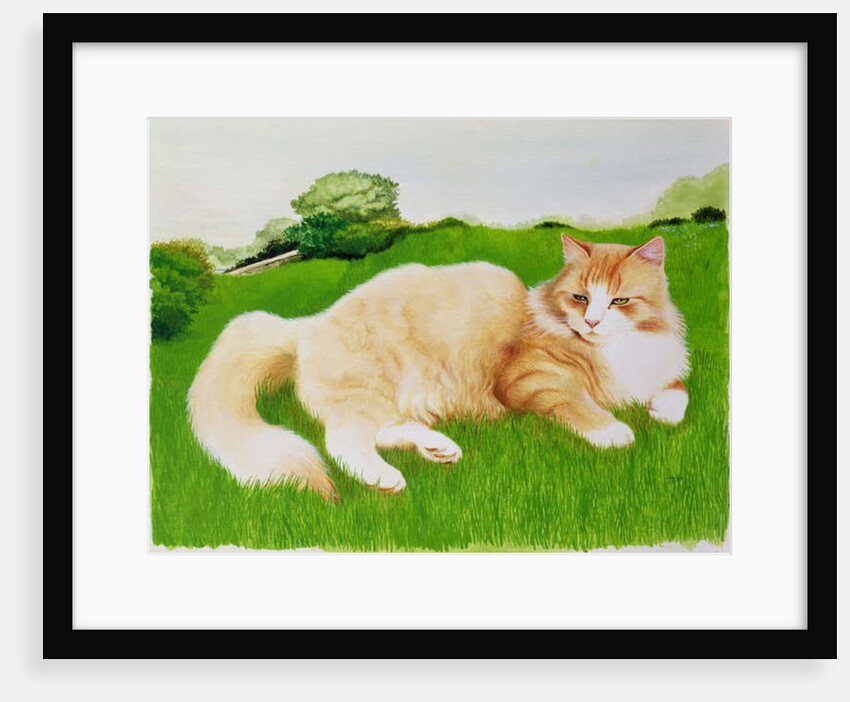 Ginger Cat in Field by Joan Freestone