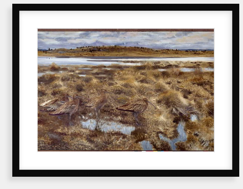 Curlews Birds in the marshes, 1913 by Bruno Andreas Liljefors