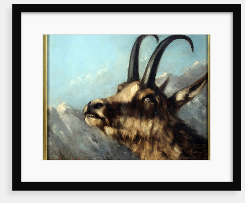 Head Of Chamois, 19th century by Gustave Courbet
