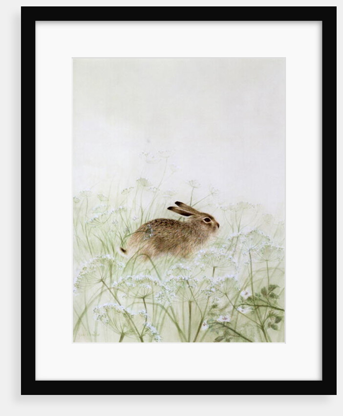 Rabbit by Jane Neville