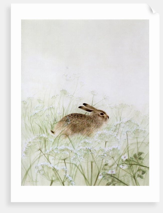 Rabbit by Jane Neville