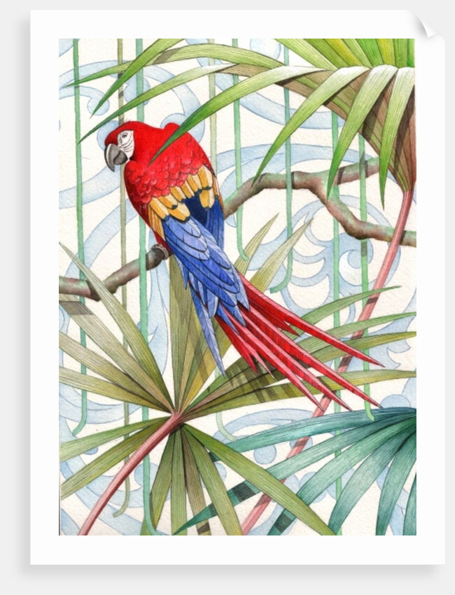 Parrot, 2008 by Jenny Barnard