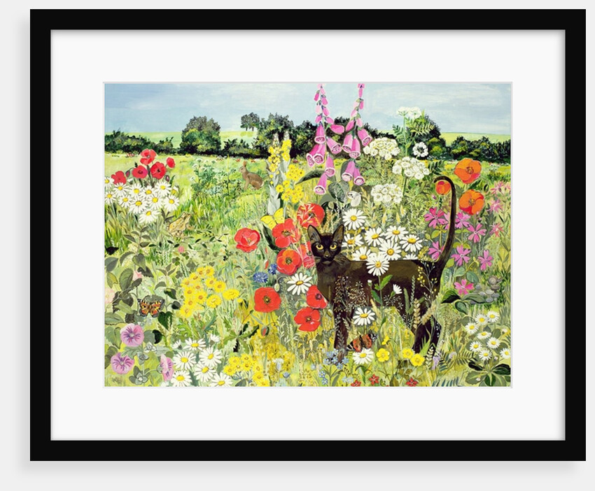 Summer Cat by Hilary Jones