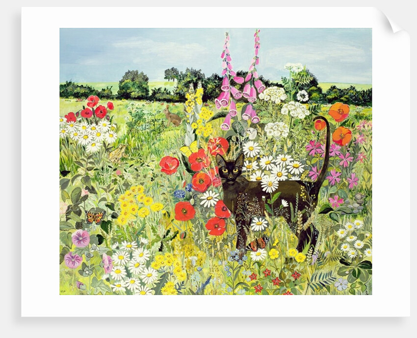 Summer Cat by Hilary Jones