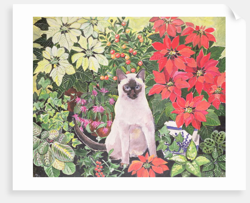 Poinsettias by Hilary Jones
