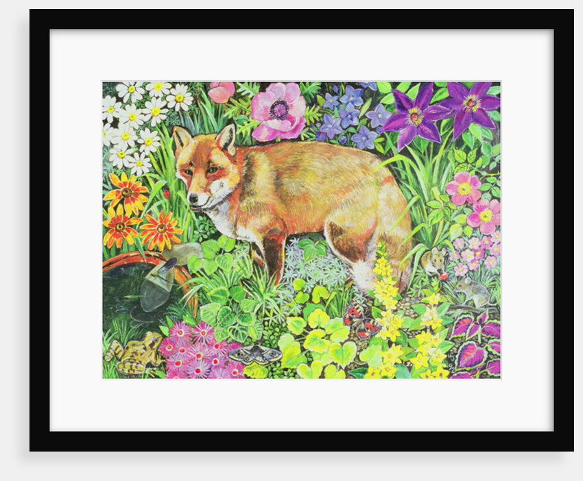 The Barnet Fox by Hilary Jones