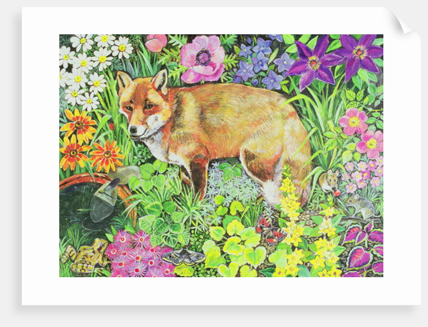 The Barnet Fox by Hilary Jones