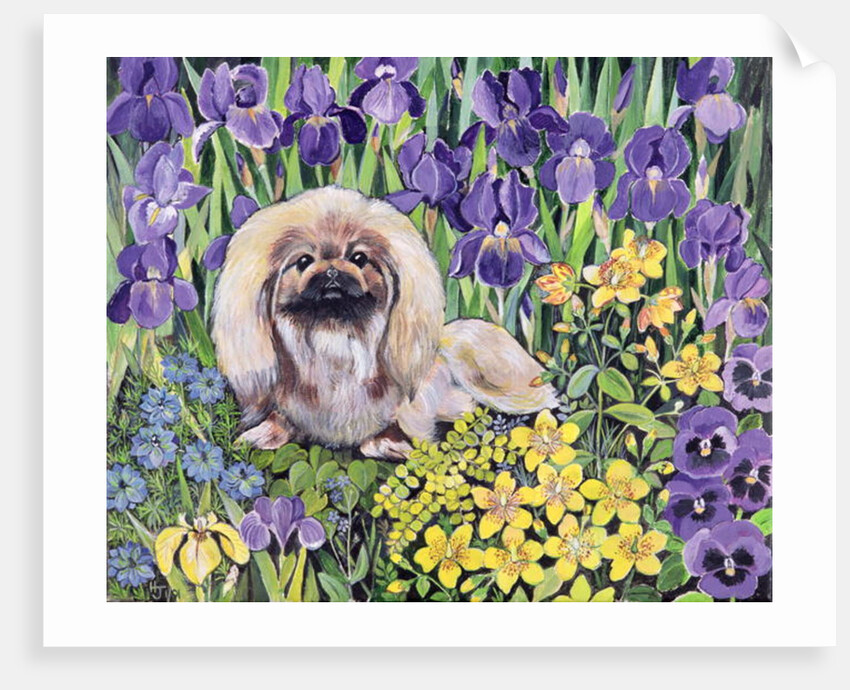 Peke in the Flower Bed by Hilary Jones
