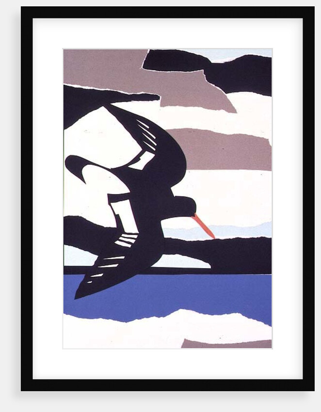 Oystercatcher by John Wallington