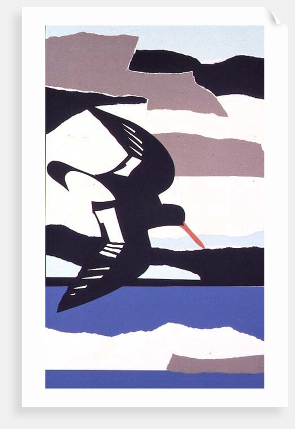 Oystercatcher by John Wallington