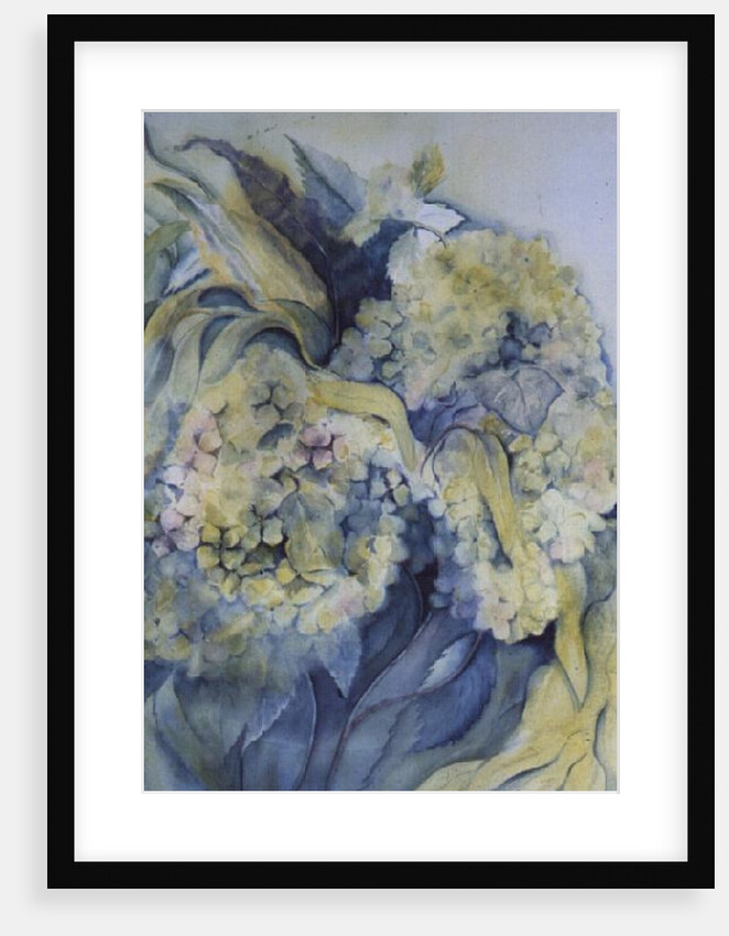 Hydrangea Particulata by Karen Armitage