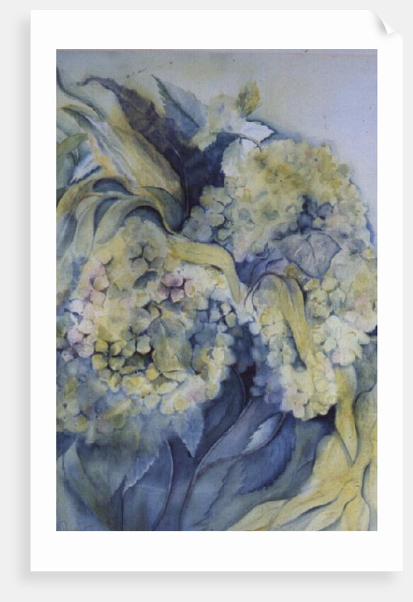 Hydrangea Particulata by Karen Armitage