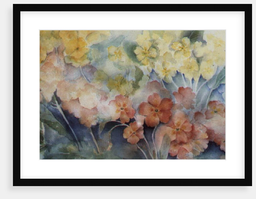 Polyanthus, Mixed Hybrids by Karen Armitage