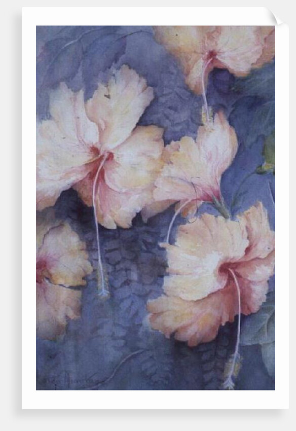 Hibiscus, apricot by Karen Armitage